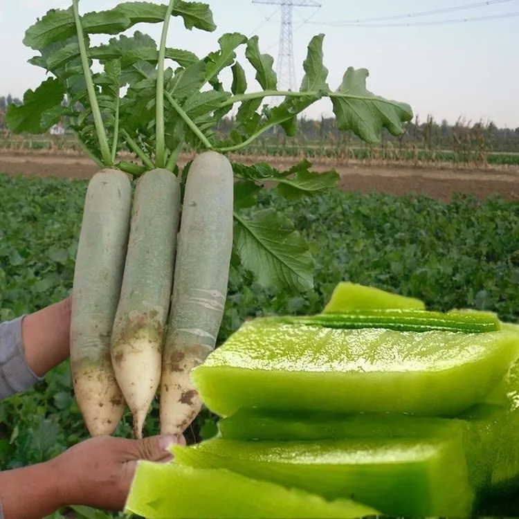 沙窝水果萝卜种子四季种植盆栽阳台