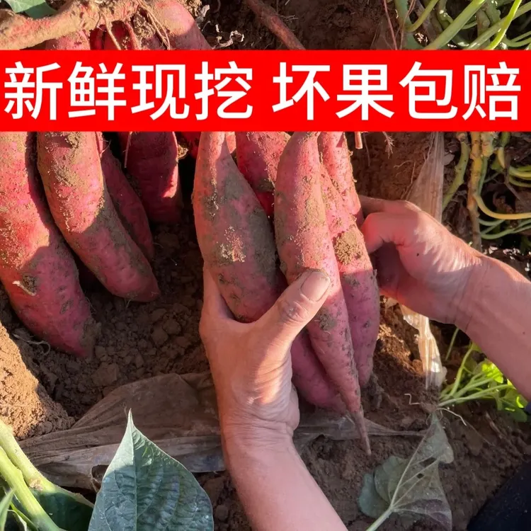 【现挖】五斤正宗沙地红心蜜薯西瓜红蜜薯软糯香甜无筋无丝红薯