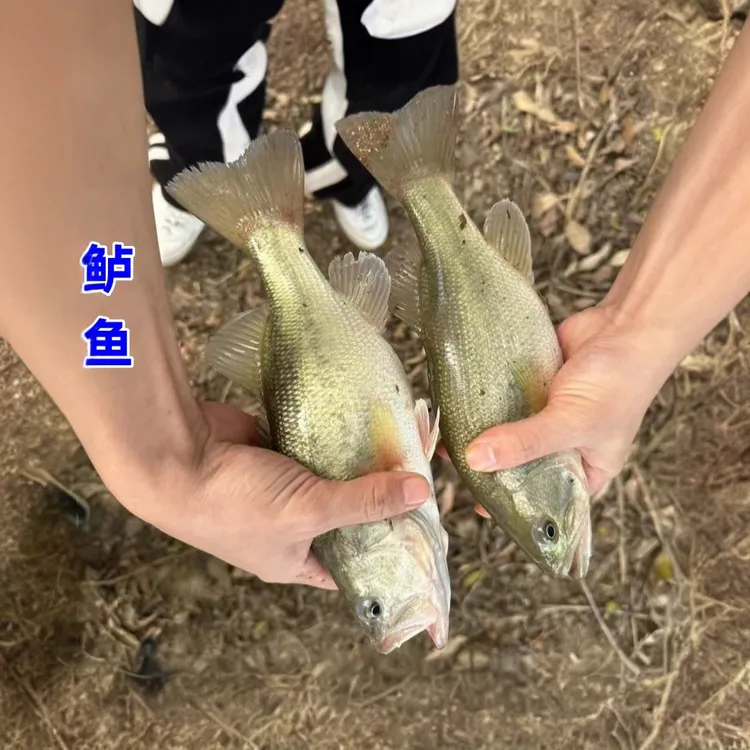 鲈鱼特大加州鲈可食用大口黑鲈路亚凶猛肉食宠物淡水族