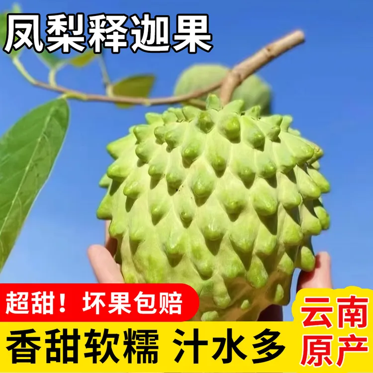 【顺丰包邮】云南牛奶凤梨释迦基地直发