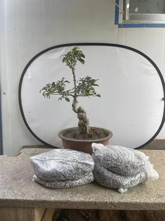桂花园自用肥料4斤，品质保证，效果好栀子花