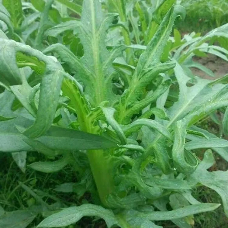 【花芽甜麦菜种子】甜脆花芽甜麦菜种子种植简单脆嫩好吃