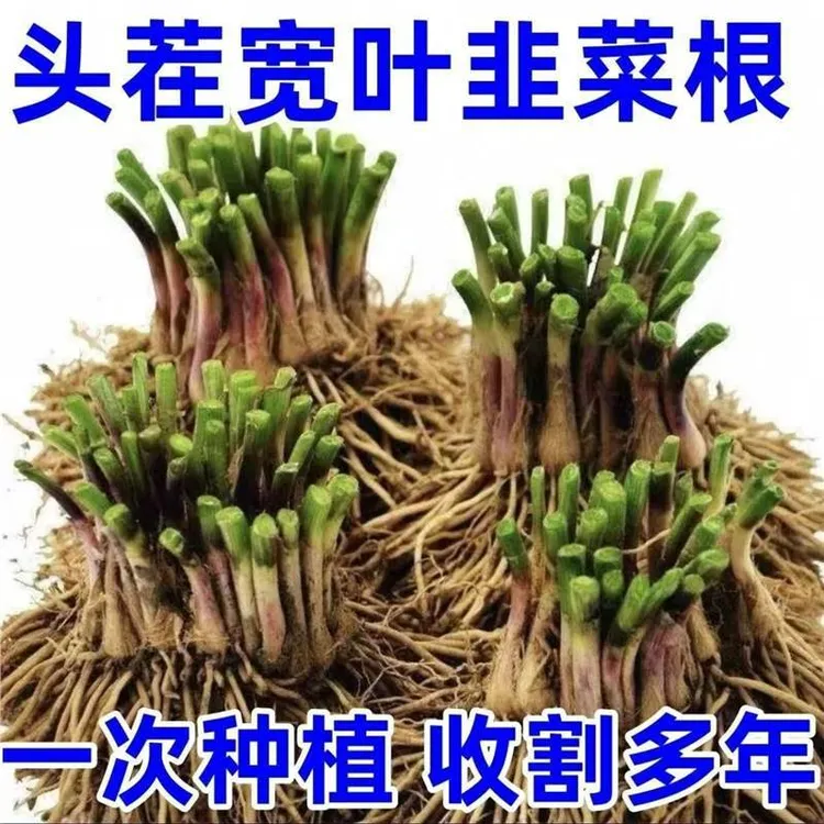 【新疆包邮】100颗 现挖红根宽叶韭菜根苗 庭院阳台苗盆栽