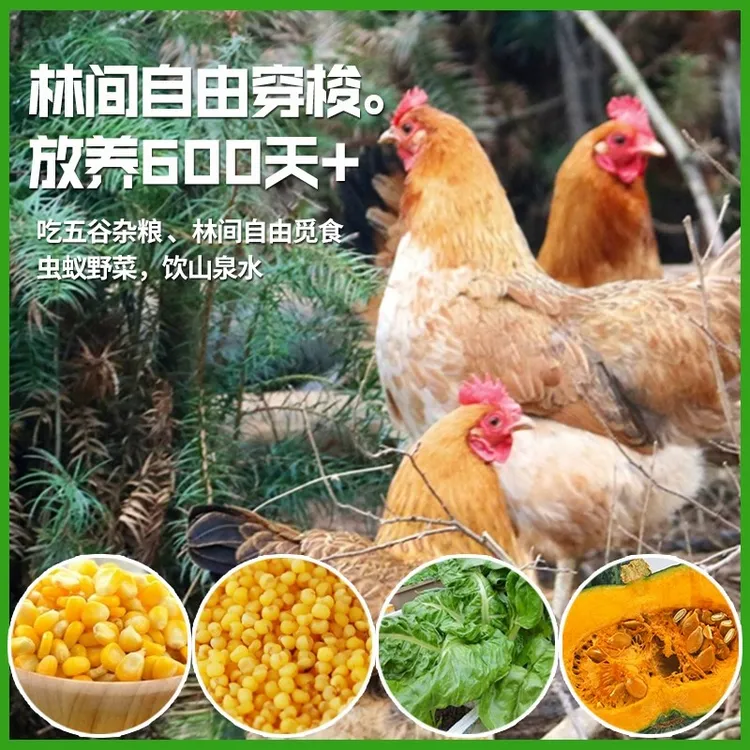 农家散养走地鸡生态散养老母鸡现杀新鲜适合煲汤炖汤家庭餐饮饭店