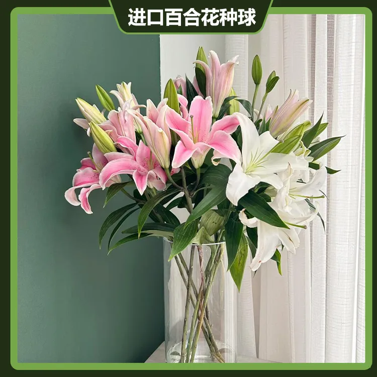 花田风暴香水百合四季赏花重瓣大花朵阳台庭院春夏秋冬种植发芽