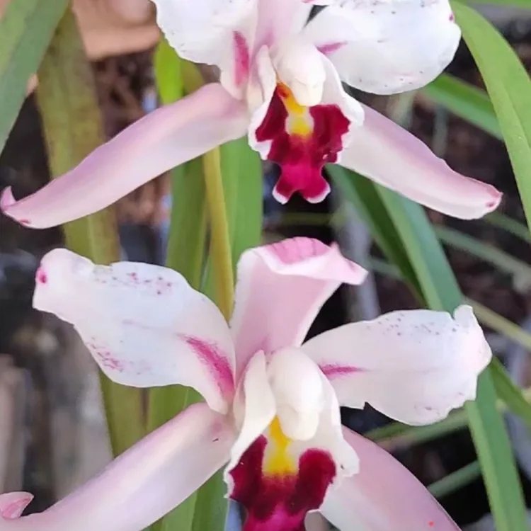 红舌独占春福贡兰花开花浓香型室内好养花卉盆栽