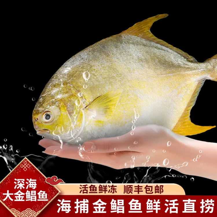 【深海金鲳鱼400g/条】新货金鲳鱼新鲜海鱼海鲜水产鲜活冻顺丰发货