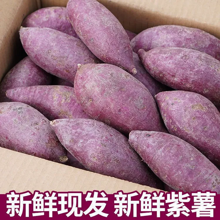 山东产地直采新鲜现挖紫薯香甜粉糯可做粗粮早餐健康美味囤起来