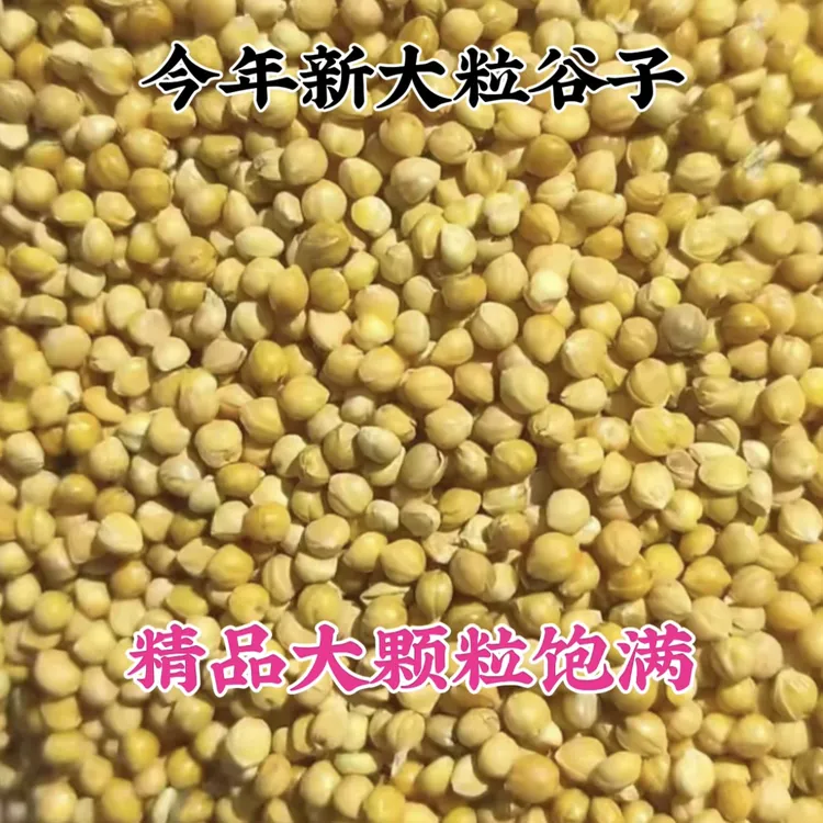 精品大粒黄谷子、黄鸟麻料鹦鹉（食谷鸟专用）