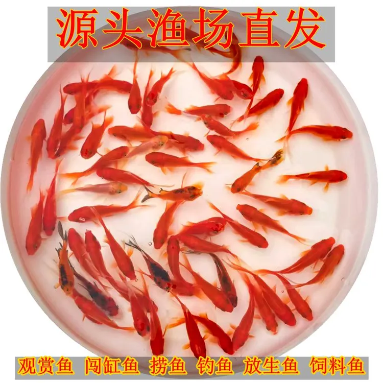 放生鱼冷水草金观赏鱼闯缸鱼地摊鱼商用钓鱼活动捞鱼好养皮实耐活