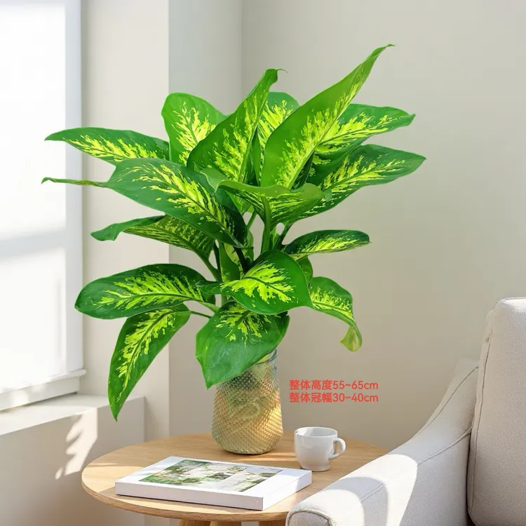 水培植物星空翡翠斑马万年青盆栽好养花卉55cm-65cm不带瓶
