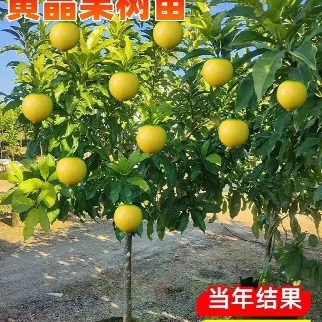 黄晶果苗四季黄金果树苗 盆栽地栽雅亚美果南方种植加蜜蛋黄果树
