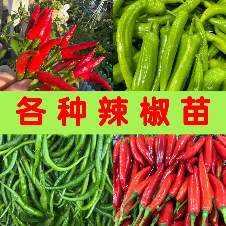 高产辣椒苗线椒杭椒朝天椒美人椒南北方四季盆栽地栽蔬菜秧苗