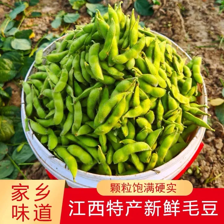 新鲜毛豆带壳毛豆当季蔬菜批发毛豆角江西九月寒毛豆现摘现发