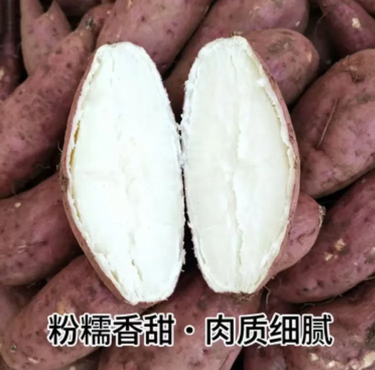 老品种纯正白心板栗红薯新鲜商薯19红皮白心红薯现挖现发软糯香甜