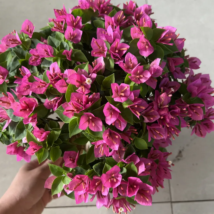 三角梅盆栽四季开花耐寒耐热室内外好养易活