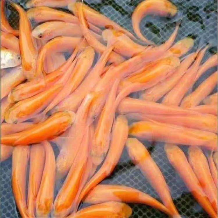 观赏金丝草俄罗斯草鱼活体宠物