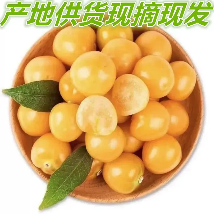 黑龙江寒地姑娘果小黄金豆小灯笼果