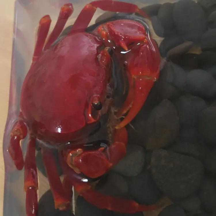 南海溪蟹香港小螃蟹淡水宠物血手白手螃蟹杂食原生易养水陆观赏蟹