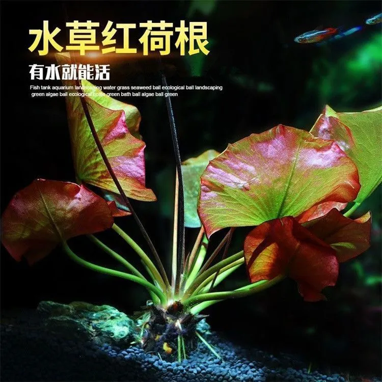 红荷根真水草鱼缸水族箱中后景造景增氧阴性南风淡水活体懒人水草