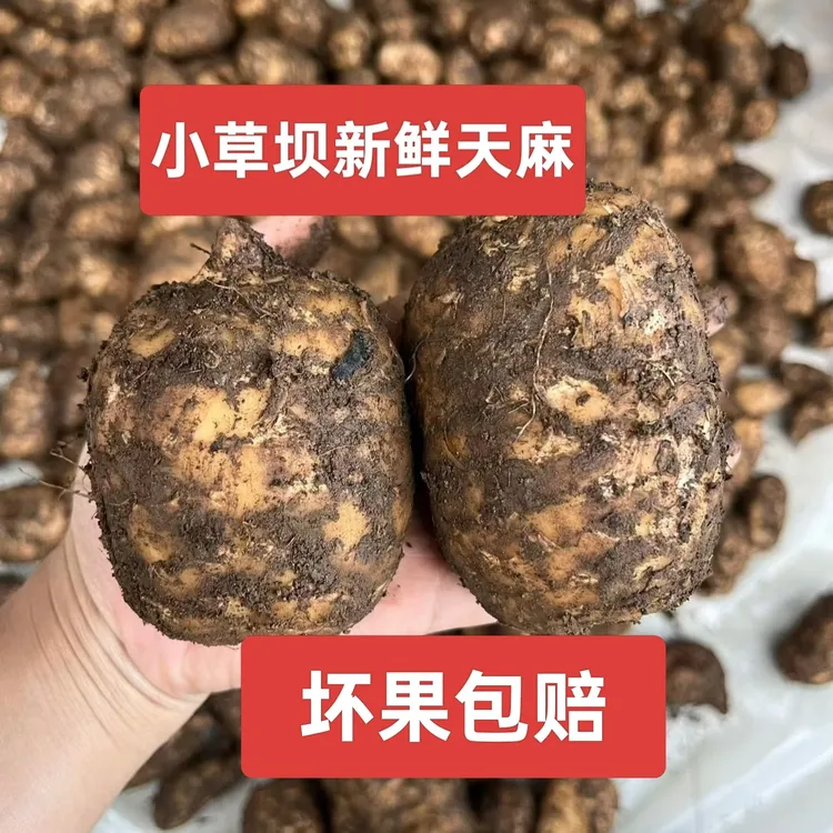 云南昭通小草坝新鲜野生种植天麻炖汤泡酒安逸很