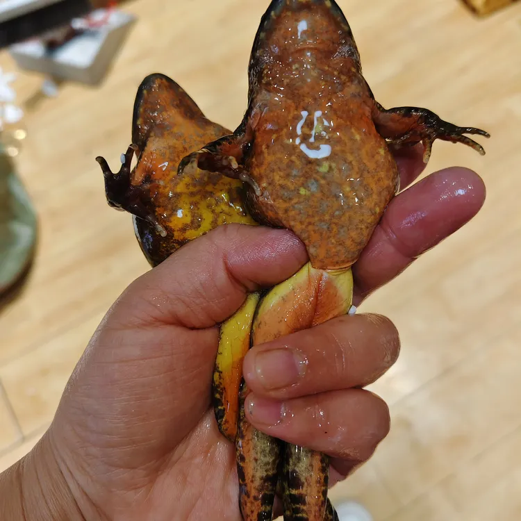 东北鲜活河鲜母蛙顺丰包邮东北大母蛤