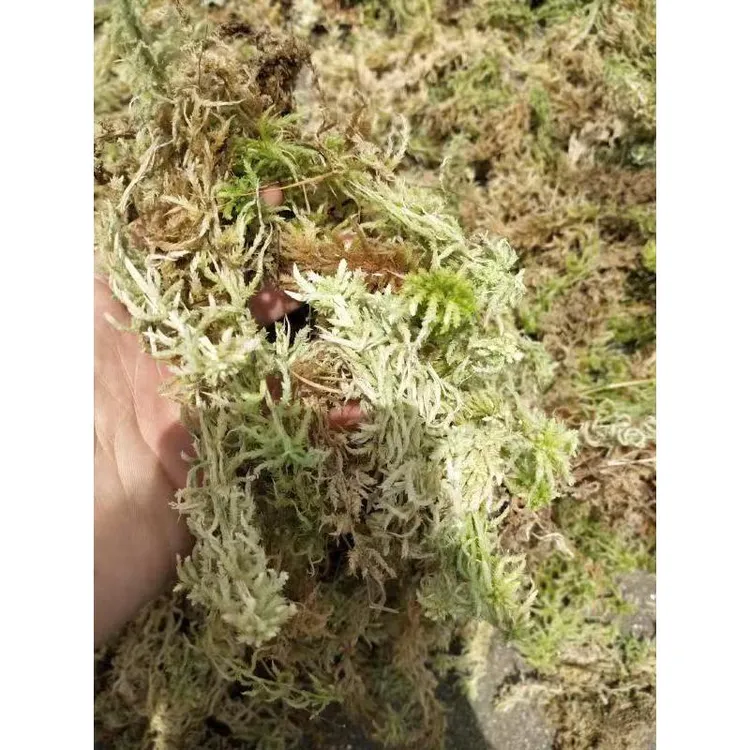 蝴蝶兰专用水苔兰花营养土可用于扦插与铺面种植