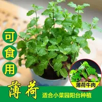 【满五包包邮】食用薄荷种子柠檬薄荷种子驱蚊花草植四季播种