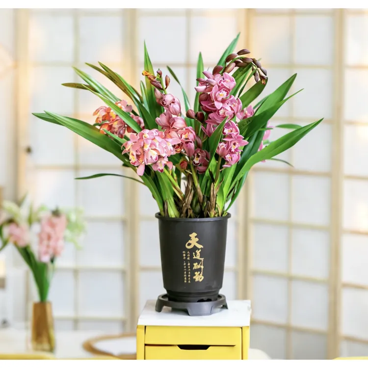 【京东快递】2-4支花剑红宝石年宵花浓香大花惠兰带花苞室内绿植