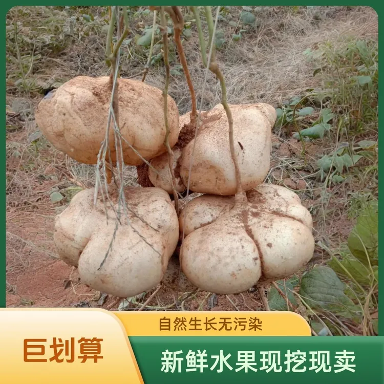 贵州现挖带泥发货地萝卜/地瓜/凉薯脆嫩多汁贵州地萝卜坏了包赔