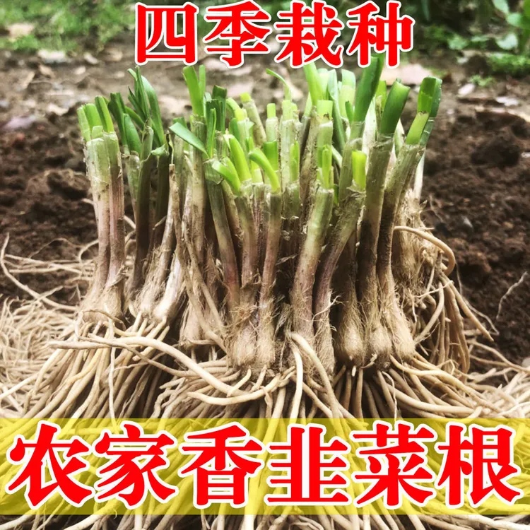 新鲜现挖紫根宽叶细叶韭菜根苗批发紫红根本地香韭菜苗根家庭阳台商品图