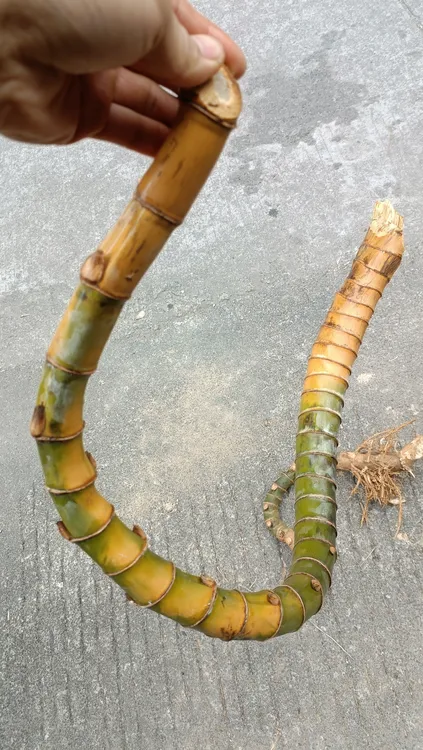 箫料箫材异形竹根禅箫禅笛料 禅箫禅笛禅吹管定制 不易裂石竹笛箫