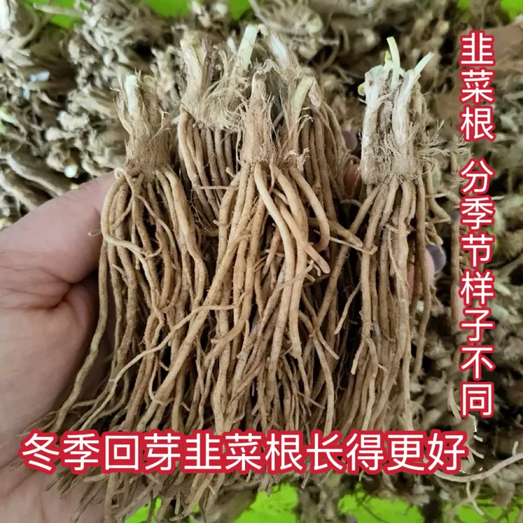 韭菜苗韭菜根苗老品种独根红韭菜宽叶盆栽小院种植韭菜根蔬菜