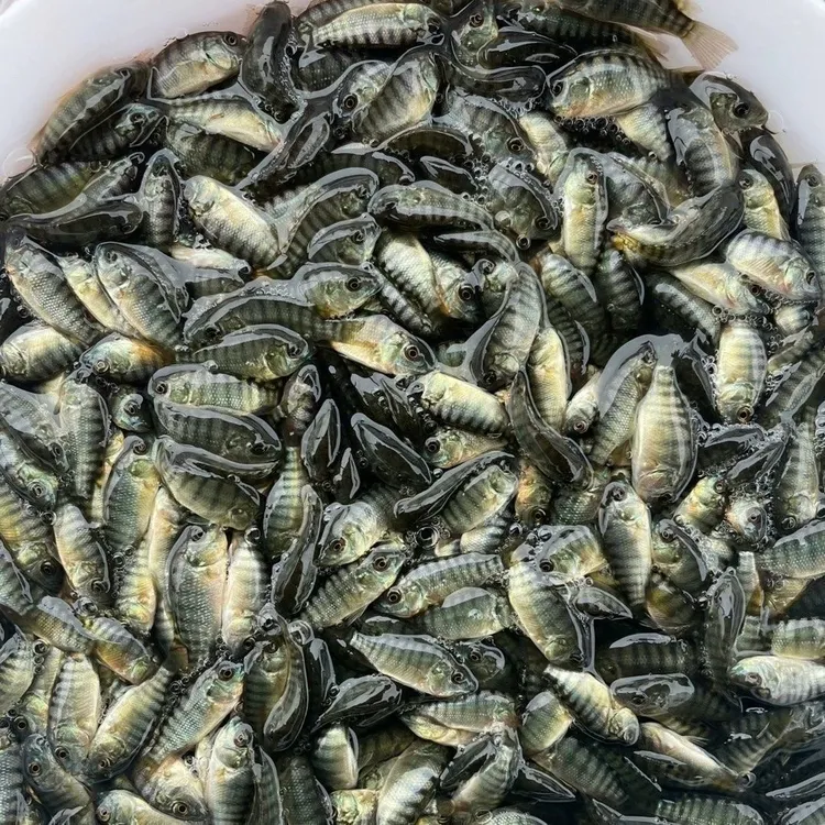 海南一号罗非鱼脆肉罗非鱼淡水
