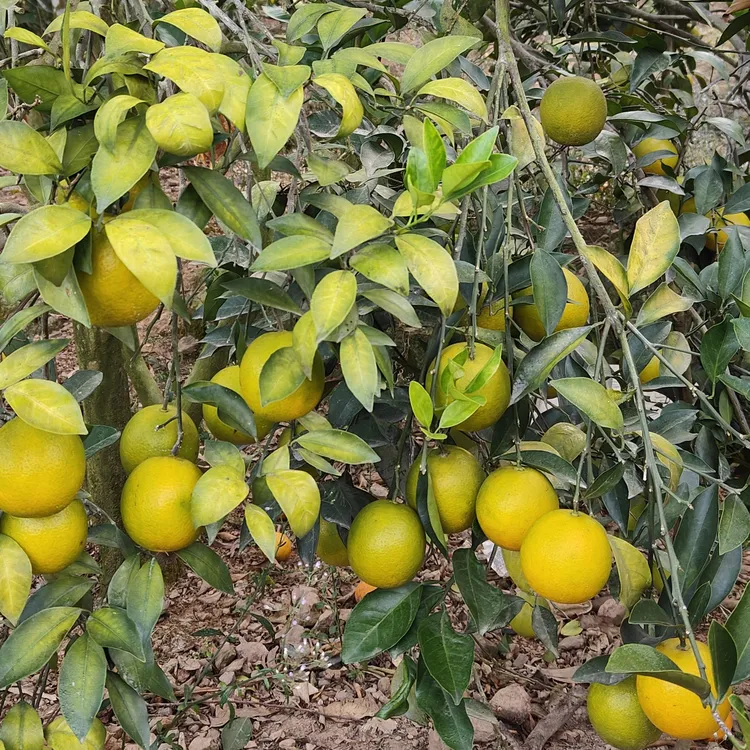 正宗廉江红江橙皮薄多汁肉厚新鲜采摘 老树橙 果园直发5/10斤包邮