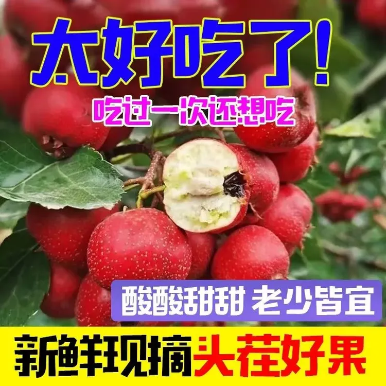 【周年福利版】山东大金星特大果单果20g+(京东包邮到家）送去核器