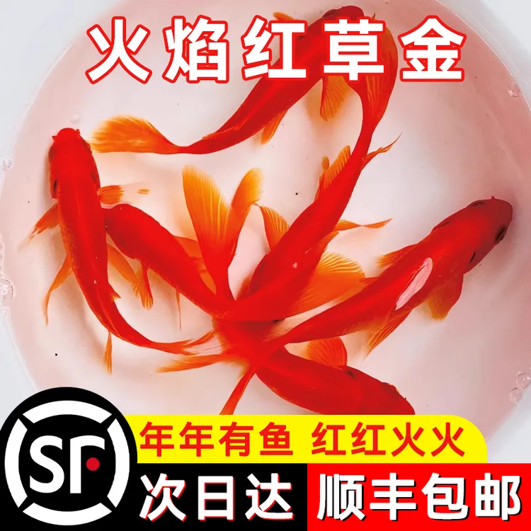 顺丰草金鱼活鱼锦鲤鱼苗观赏鱼淡水鱼红草金冷水鱼小型招财小金鱼