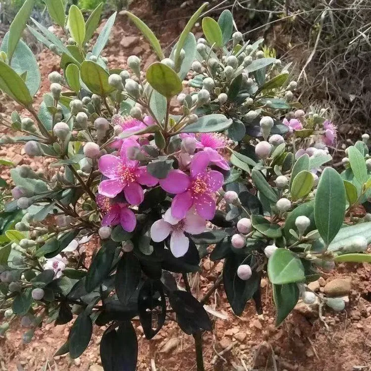 桃金娘苗乌捻子山捻子观赏老桩庭院盆栽四季南方当年桃金娘树苗