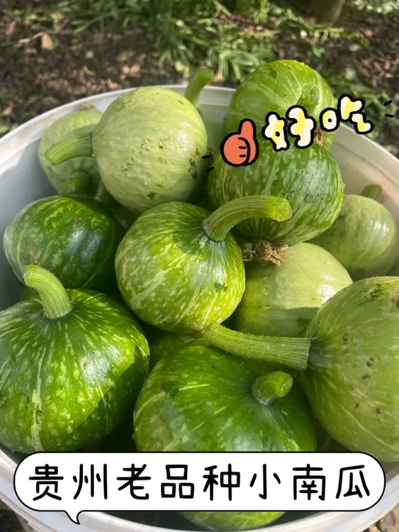 贵州新鲜小圆瓜嫩南瓜当季甜瓜蔬菜可自留种健康【顺丰包邮】