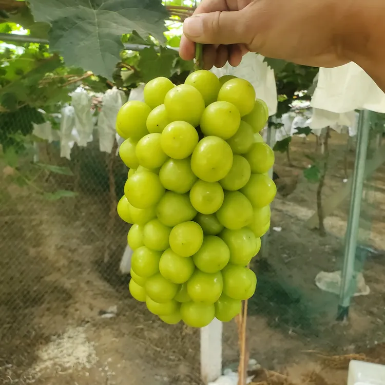 新鲜采摘阳光玫瑰葡萄香脆甜多汁有玫瑰香当季水果孕妇水果