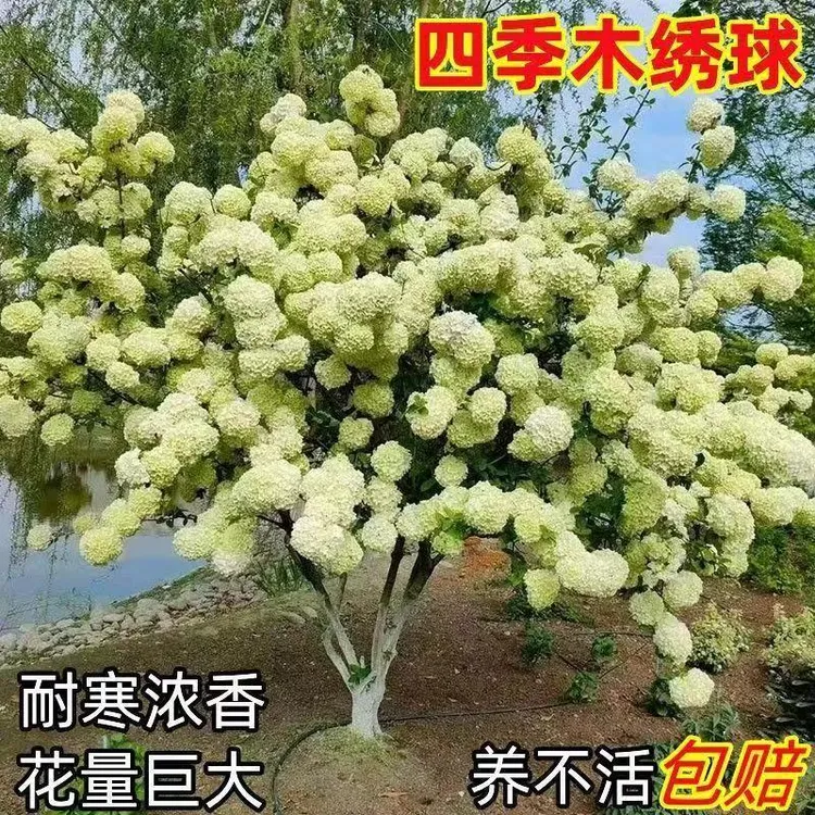 中华木本绣球树苗庭院地栽室外阳台盆栽大花斗球耐寒庭院观赏花卉