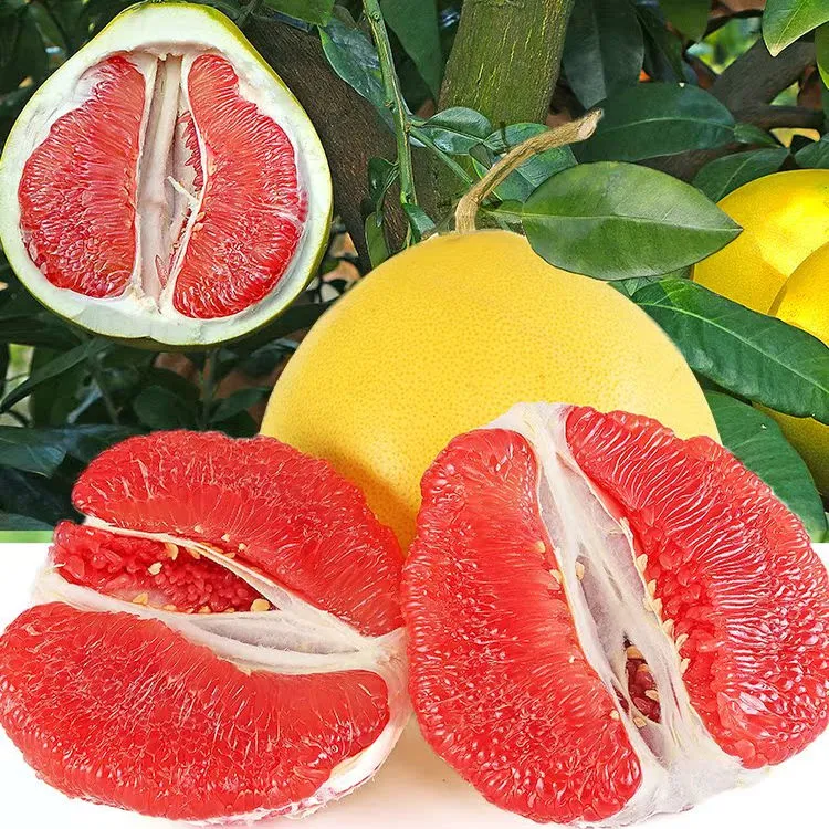 福建平和琯溪红心蜜柚当季新鲜红肉柚子多汁清甜整箱水果中大果