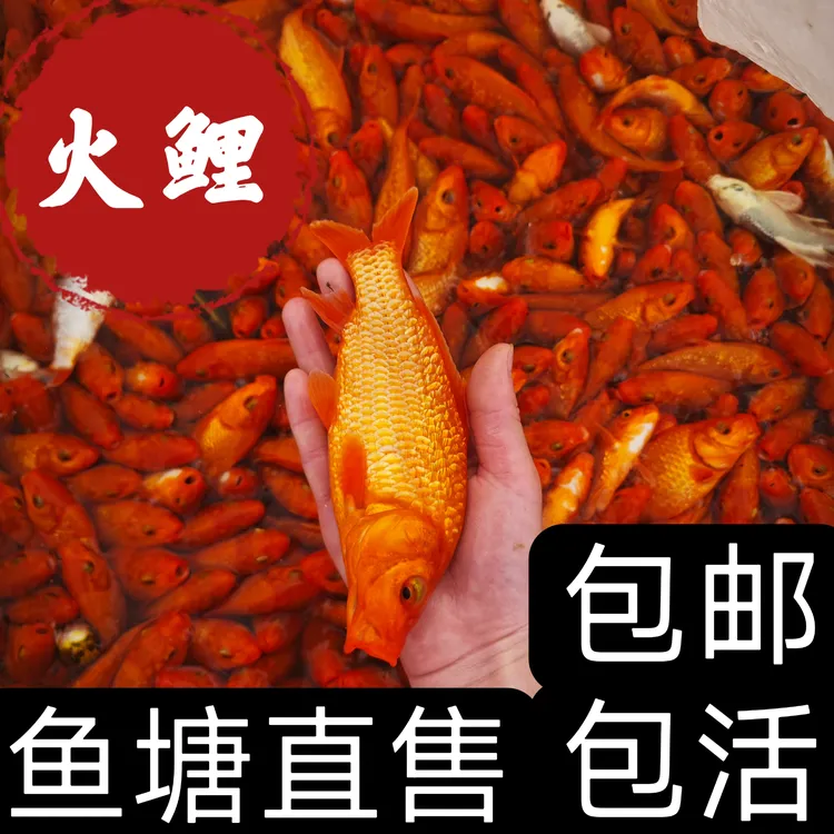 纯种精品锦鲤火鲤冷水鱼自家鱼塘直售闪鳞火鲤包邮现拍现发