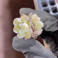 精品27冰葡萄一米一颗