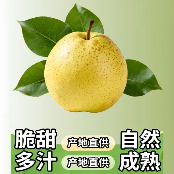 【秋冬换季必吃】陕西蒲城酥梨新鲜梨子脆甜水果产地直发蒲城梨