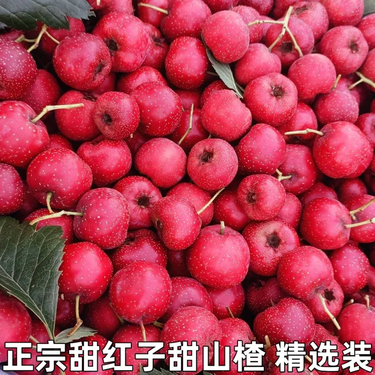 甜红山楂甜大于酸沂蒙山区果园新鲜采摘自家种植