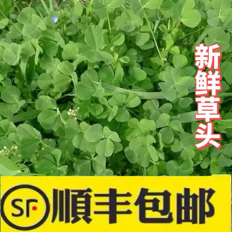 顺丰快递 苏北梅子农场 酒香草头 金花菜 苜蓿菜央草时令蔬菜包邮