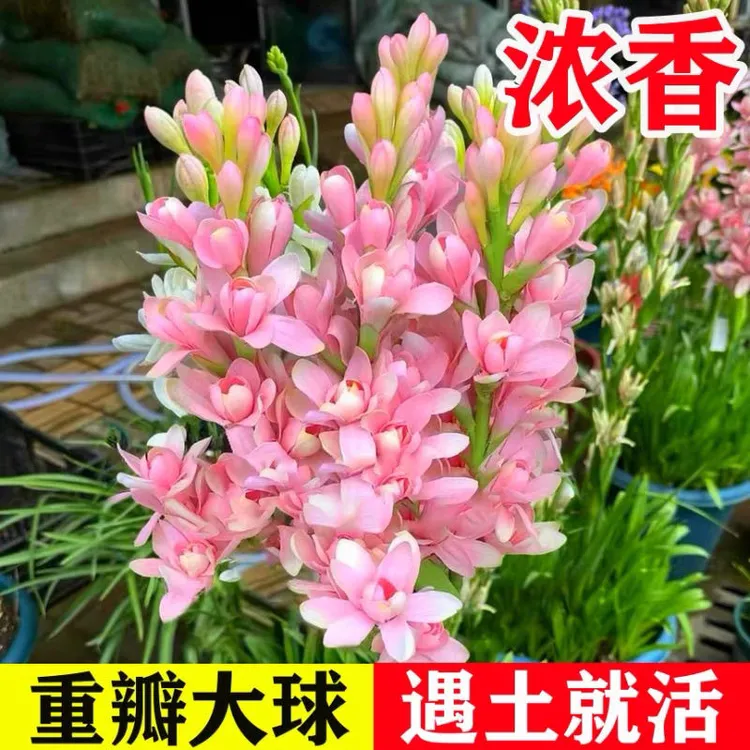 重瓣晚香玉大种球四季开花多年生浓香盆栽花卉