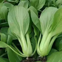 【众旺家庭农场】油菜 新鲜油菜 2/3斤 顺丰包邮 送货上门绿色蔬菜油菜
