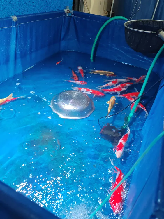 锦鲤活体观赏鱼冷水淡水鱼小型好养耐活多种花色可选